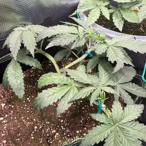 Fat Banana growlog timeline photo