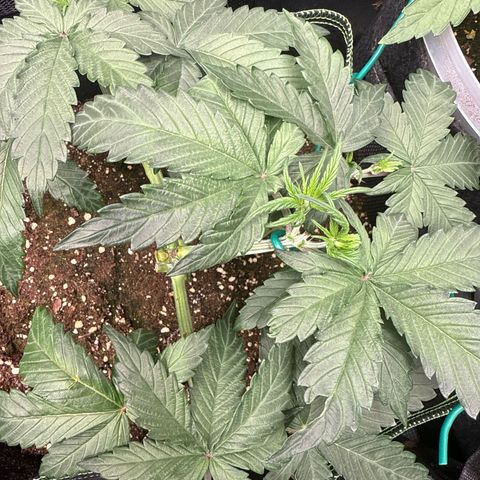Fat Banana growlog timeline photo
