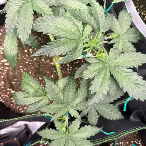 Fat Banana growlog timeline photo