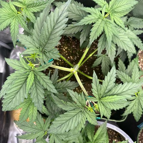Special Kush #1 growlog timeline photo