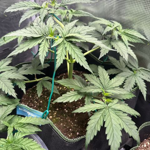 Special Kush #1 growlog timeline photo