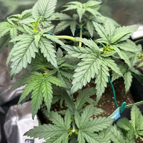 Special Kush #1 growlog timeline photo