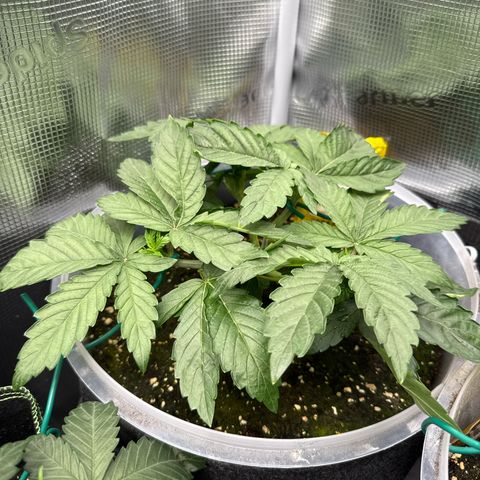 Rainbow Melon growlog timeline photo