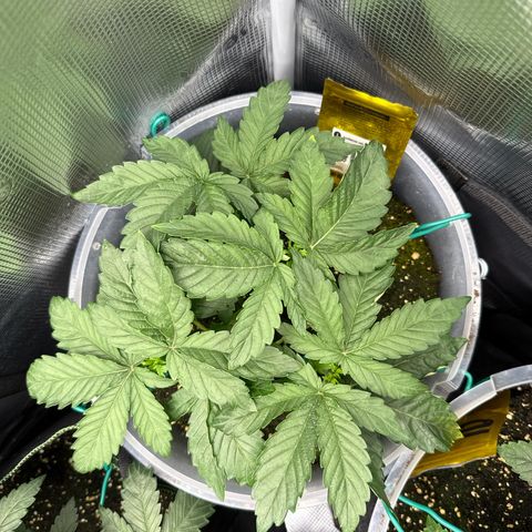 Rainbow Melon growlog timeline photo