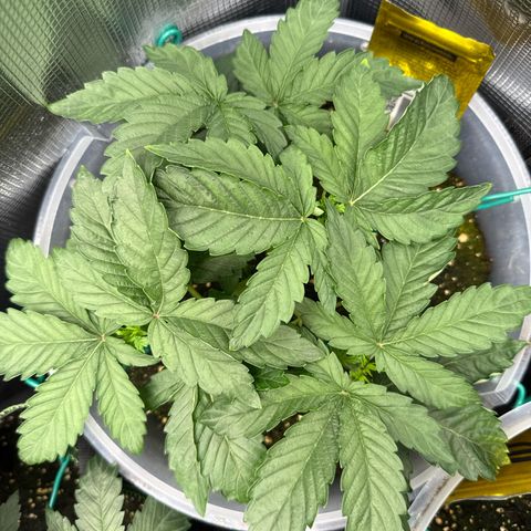 Rainbow Melon growlog timeline photo