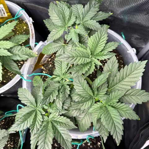 Gorilla Melon growlog timeline photo