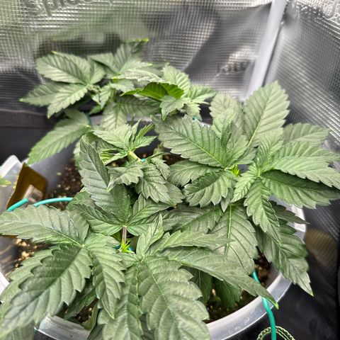 Gorilla Melon growlog timeline photo