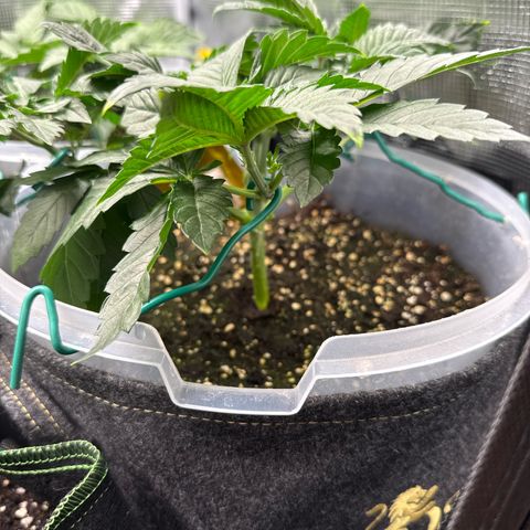 Gorilla Melon growlog timeline photo