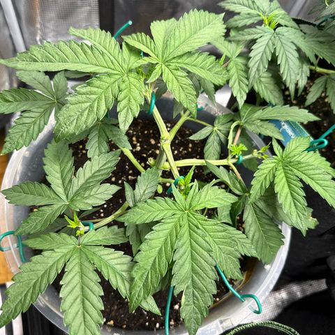 Lemonpaya growlog timeline photo