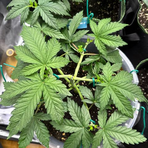 Lemonpaya growlog timeline photo