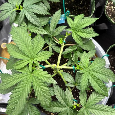 Lemonpaya growlog timeline photo