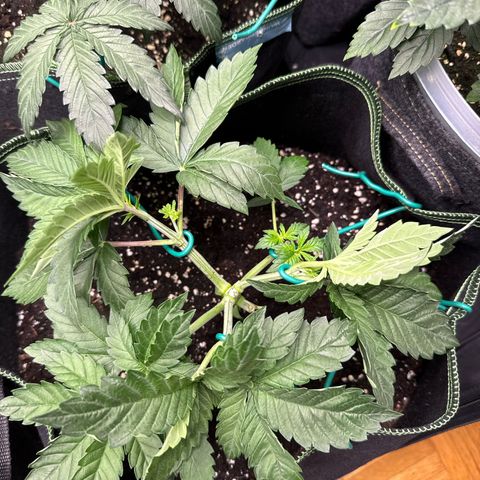 Gorilla Melon growlog timeline photo