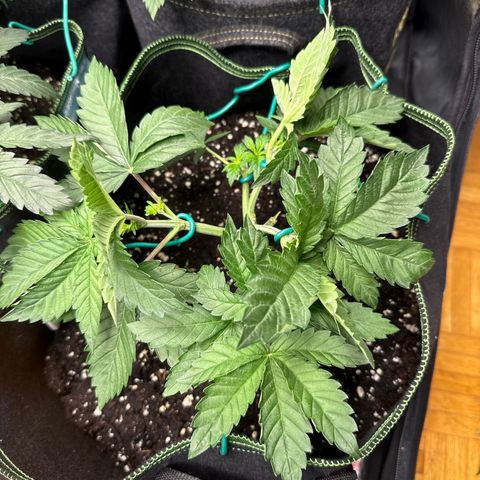 Gorilla Melon growlog timeline photo