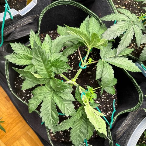 Gorilla Melon growlog timeline photo