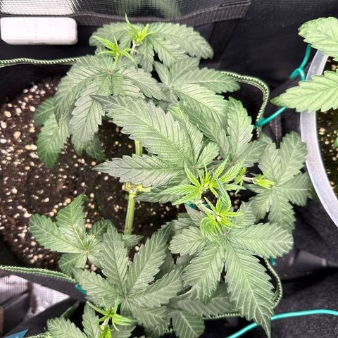 Fat Banana growlog timeline photo