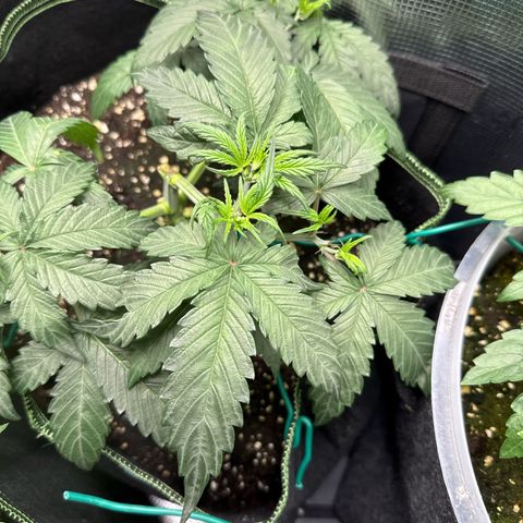Fat Banana growlog timeline photo