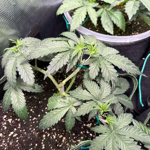 Fat Banana growlog timeline photo