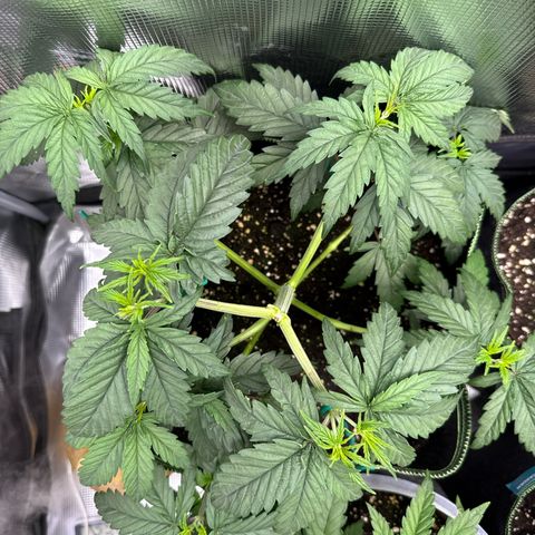 Special Kush #1 growlog timeline photo