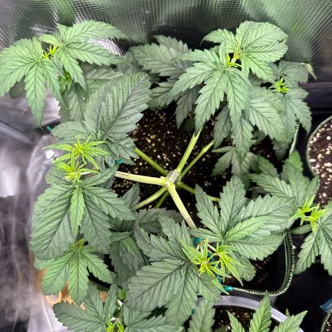 Special Kush #1 growlog timeline photo