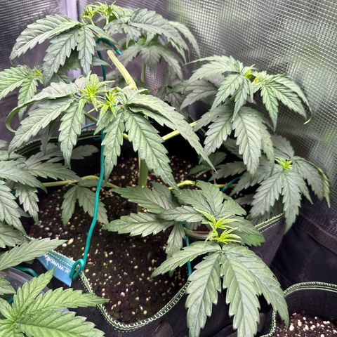 Special Kush #1 growlog timeline photo