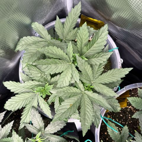 Rainbow Melon growlog timeline photo