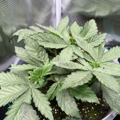 Rainbow Melon growlog timeline photo