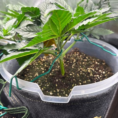 Gorilla Melon growlog timeline photo