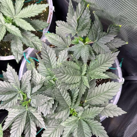 Gorilla Melon growlog timeline photo