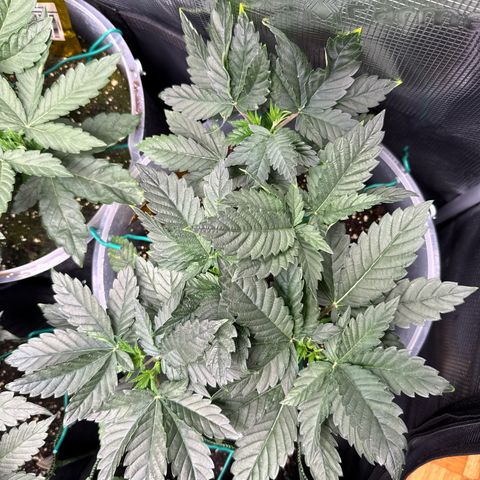 Gorilla Melon growlog timeline photo