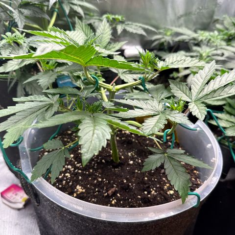 Lemonpaya growlog timeline photo