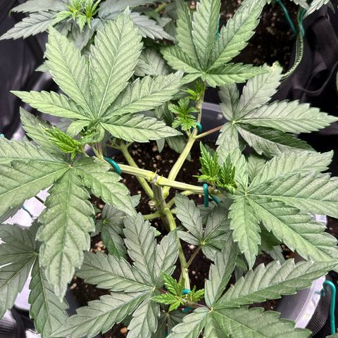 Lemonpaya growlog timeline photo