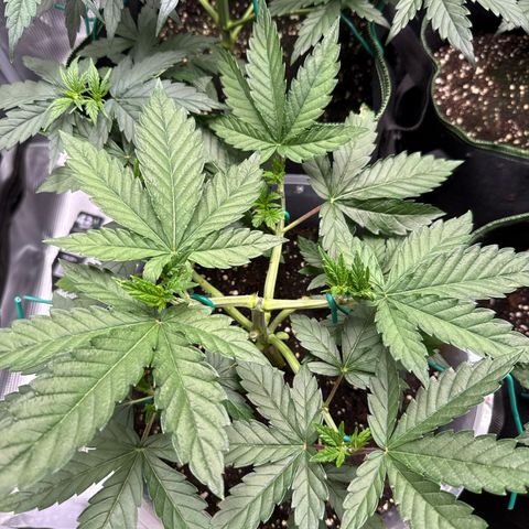 Lemonpaya growlog timeline photo