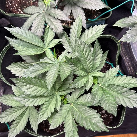 Gorilla Melon growlog timeline photo