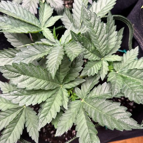 Gorilla Melon growlog timeline photo