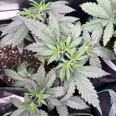 Fat Banana growlog timeline photo