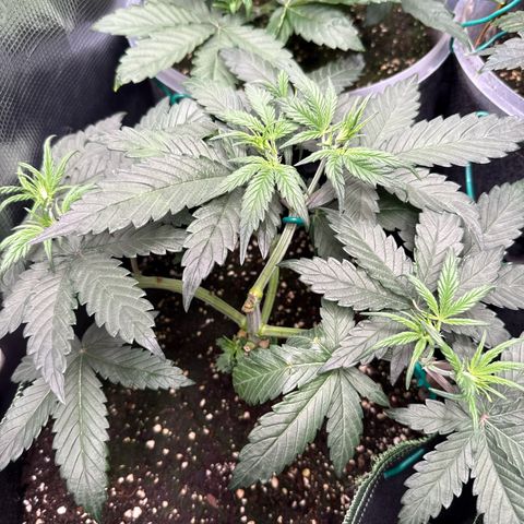 Fat Banana growlog timeline photo