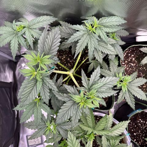 Special Kush #1 growlog timeline photo