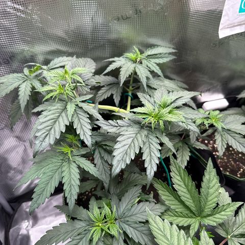 Special Kush #1 growlog timeline photo