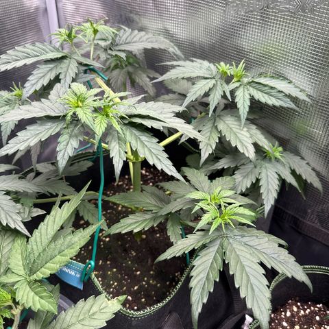 Special Kush #1 growlog timeline photo
