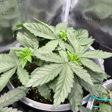 Rainbow Melon growlog timeline photo