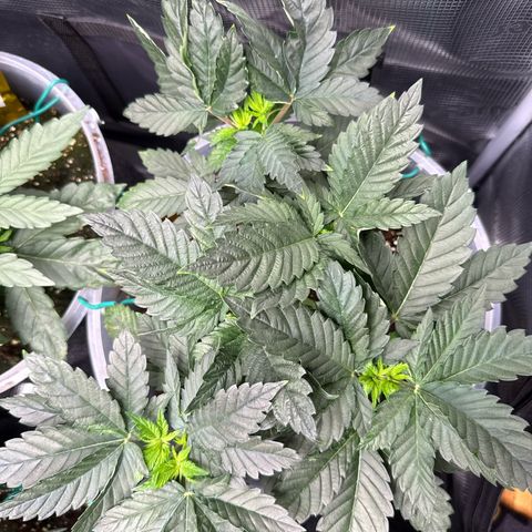 Gorilla Melon growlog timeline photo