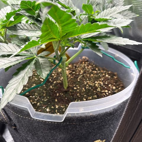 Gorilla Melon growlog timeline photo