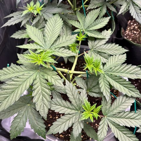 Lemonpaya growlog timeline photo