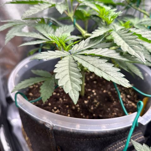 Lemonpaya growlog timeline photo