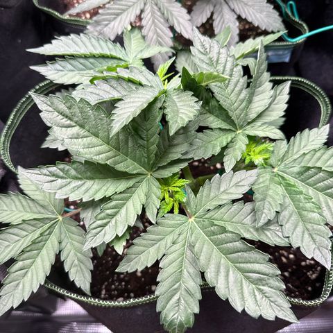 Gorilla Melon growlog timeline photo