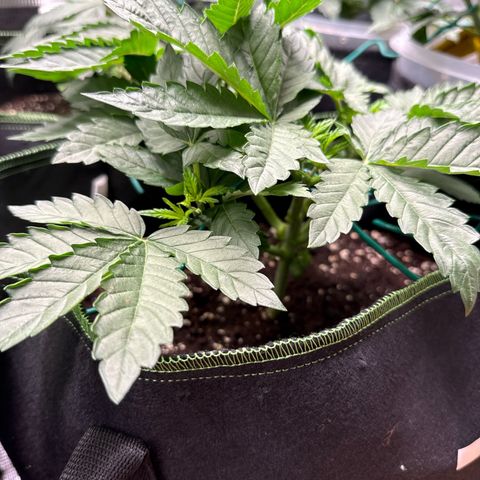 Gorilla Melon growlog timeline photo