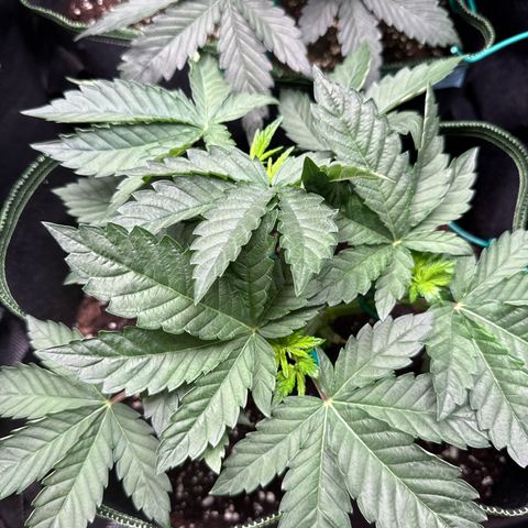 Gorilla Melon growlog timeline photo