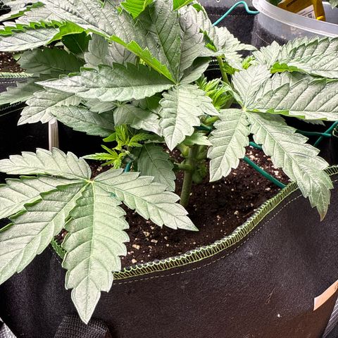 Gorilla Melon growlog timeline photo