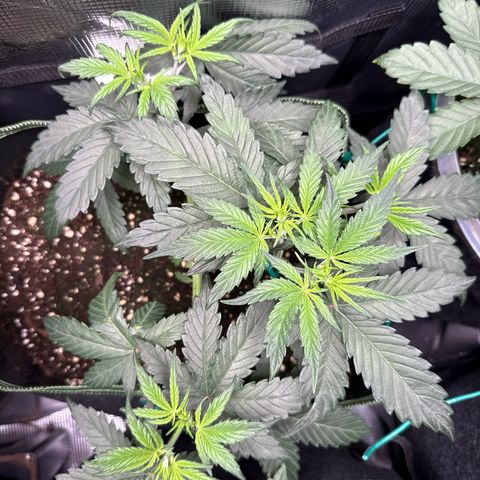 Fat Banana growlog timeline photo