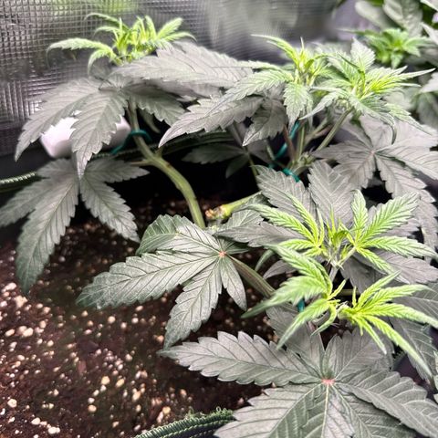 Fat Banana growlog timeline photo